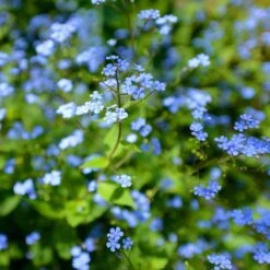 Kaukasisk Förgätmigej 'Jack Frost', 3-pack -Garden Supplies Sales 2024 kaukasisk forgatmigej jack frost 2