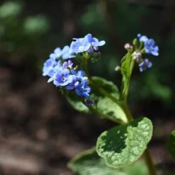 Kaukasisk Förgätmigej 'Jack Frost', 3-pack -Garden Supplies Sales 2024 kaukasisk forgatmigej jack frost 3