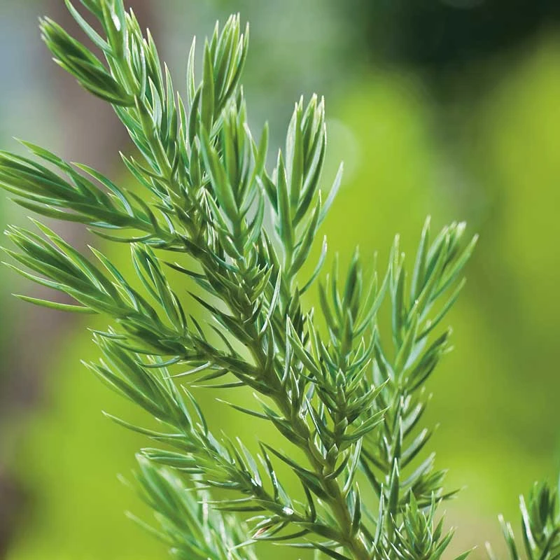 Kinesisk En 'Stricta', 5-pack 4 Kinesisk En 'Stricta', 5-pack - Image 2