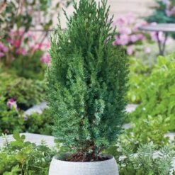 Kinesisk En 'Stricta', 10-pack -Garden Supplies Sales 2024 kinesisk en stricta 3