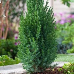 Kinesisk En 'Stricta', 5-pack