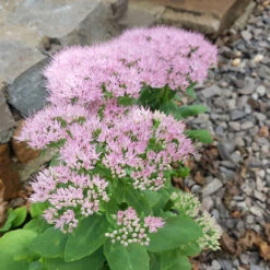 Kinesisk Kärleksört 'Granlunda', 3-pack 9 Kinesisk Kärleksört 'Granlunda', 3-pack -Garden Supplies Sales 2024 kinesisk karleksort granlunda 1