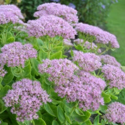 Kinesisk Kärleksört 'Granlunda', 3-pack 8 Kinesisk Kärleksört 'Granlunda', 3-pack -Garden Supplies Sales 2024 kinesisk karleksort granlunda