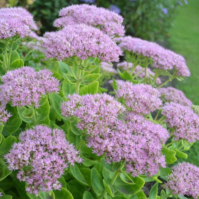 Kinesisk Kärleksört 'Granlunda', 3-pack 5 Kinesisk Kärleksört 'Granlunda', 3-pack - Image 3