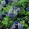 Blåregn Sinensis Prolific -Garden Supplies Sales 2024 kinesiskt blaregn wisteria sinensis prolific
