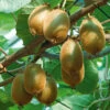 Kiwi 'Jenny' 1 Kiwi 'Jenny' -Garden Supplies Sales 2024 kiwi jenny chinensis