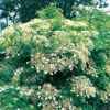 Klätterhortensia -Garden Supplies Sales 2024 klatterhortensia hydrangea anomala ssp petiolaris