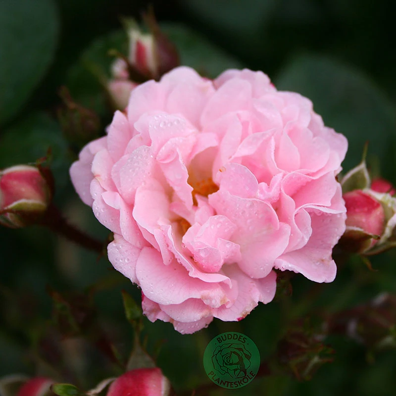 Ros 'Rosenholm' 4 Ros 'Rosenholm' - Image 2