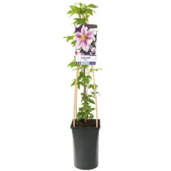 Klematis 'Piilu' -Garden Supplies Sales 2024 klattervaxt Clematis patens piilu