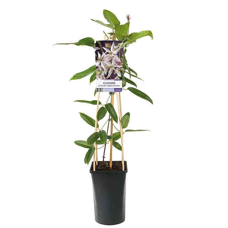 Klematis 'Appleblossom' 4 Klematis 'Appleblossom' - Image 2