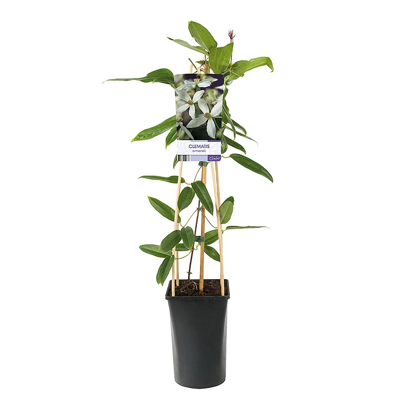 Clematis Armandii 4 Clematis Armandii - Image 2