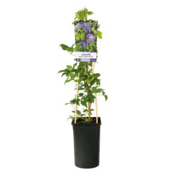 Klematis 'Maidwell Hall' -Garden Supplies Sales 2024 klattervaxt clematis atragene maidwell hall