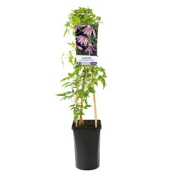 Klematis 'Markham´s Pink' -Garden Supplies Sales 2024 klattervaxt clematis atragene markhams pink