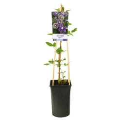 Klematis 'Taiga' -Garden Supplies Sales 2024 klattervaxt clematis florida taiga