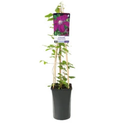 Klematis 'Rouge Cardinal' -Garden Supplies Sales 2024 klattervaxt clematis jackmanii rouge cardinal