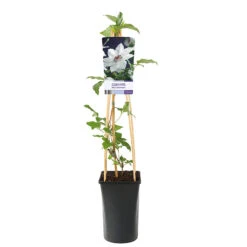 Klematis 'Miss Bateman' -Garden Supplies Sales 2024 klattervaxt clematis patens miss bateman