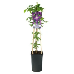 Klematis 'Jackmanii Purpurea' -Garden Supplies Sales 2024 klattervaxt jackman klematis jackmanii purpurea