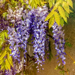 Japansk Blåregn -Garden Supplies Sales 2024 klattervaxt japansk blaregn 1