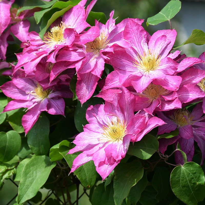 Klematis 'Asao' 4 Klematis 'Asao' - Image 2