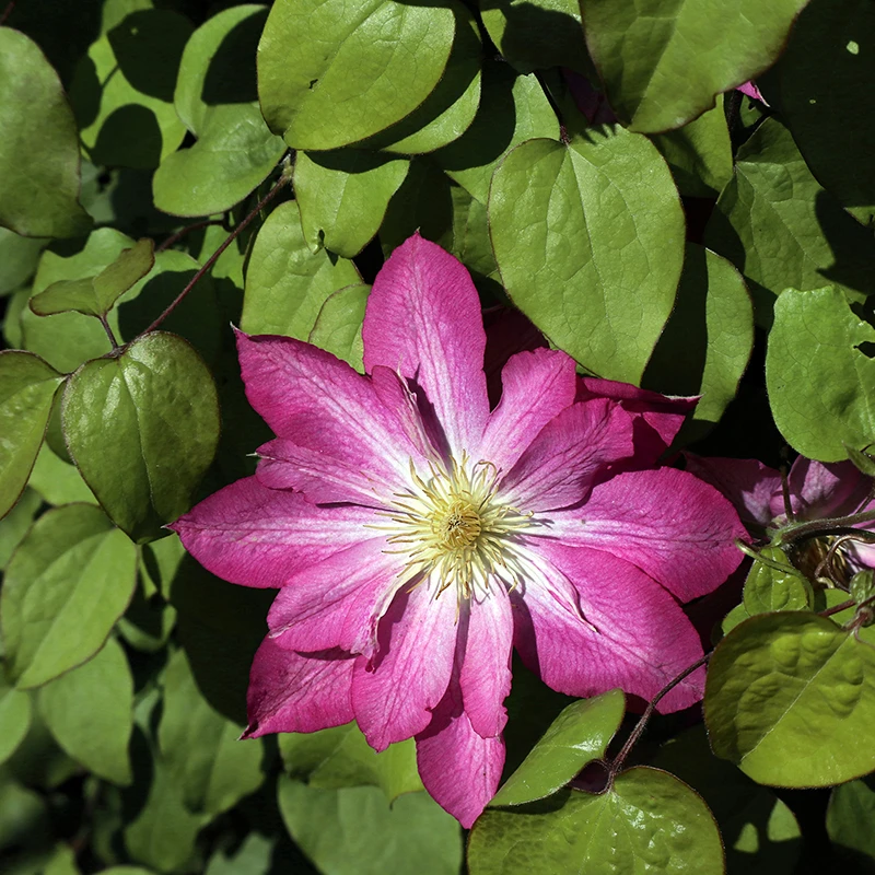 Klematis 'Asao' 3 Klematis 'Asao'