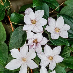 Klematis 'Jackmanii Alba' -Garden Supplies Sales 2024 klattervaxt klematis jackmanii alba 1