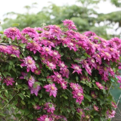 Klematis 'Kaiser' -Garden Supplies Sales 2024 klattervaxt klematis kaiser 1