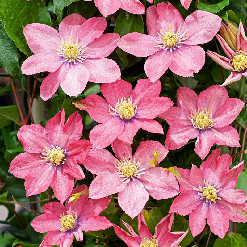 Klematis 'Little Mermaid' 4 Klematis 'Little Mermaid' - Image 2