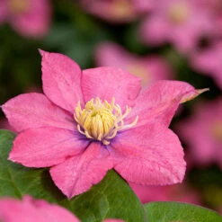 Klematis 'Little Mermaid' 7 Klematis 'Little Mermaid' -Garden Supplies Sales 2024 klattervaxt klematis little mermaid 2