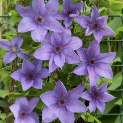 Klematis 'Minister' -Garden Supplies Sales 2024 klattervaxt klematis minister 1