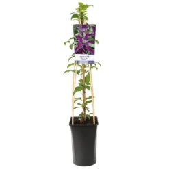 Klematis 'Noora' -Garden Supplies Sales 2024 klattervaxt klematis noora