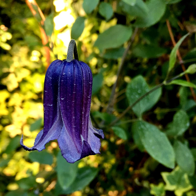 Klematis 'Rooguchi' 4 Klematis 'Rooguchi' - Image 2