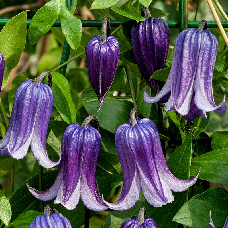 Klematis 'Rooguchi' 3 Klematis 'Rooguchi'