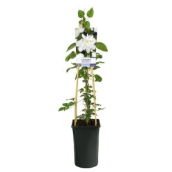 Klematis 'Sylvia Denny' -Garden Supplies Sales 2024 klattervaxt klematis sylvia denny