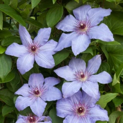 Klematis 'The First Lady' -Garden Supplies Sales 2024 klattervaxt klematis the first lady 1