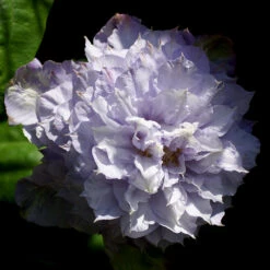 Klematis 'Veronica's Choice' 5 Klematis 'Veronica's Choice' -Garden Supplies Sales 2024 klattervaxt klematis veronicas choice 1