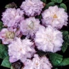 Klematis 'Veronica's Choice' -Garden Supplies Sales 2024 klattervaxt klematis veronicas choice