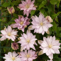 Klematis 'Violet Elizabeth' 5 Klematis 'Violet Elizabeth' -Garden Supplies Sales 2024 klattervaxt klematis violet elizabeth 1