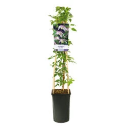 Klematis 'Willy' -Garden Supplies Sales 2024 klattervaxt klematis willy