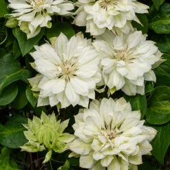 Klematis 'Yukiokosh' 5 Klematis 'Yukiokosh' -Garden Supplies Sales 2024 klattervaxt klematis yukiokosh 1