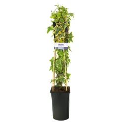 Murgröna 'Goldchild' -Garden Supplies Sales 2024 klattervaxt murgron ahedera helix goldchild