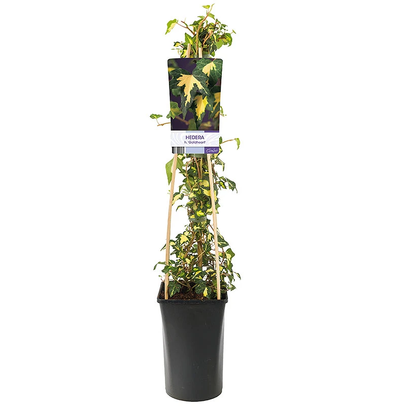 Murgröna 'Goldheart' 4 Murgröna 'Goldheart' - Image 2