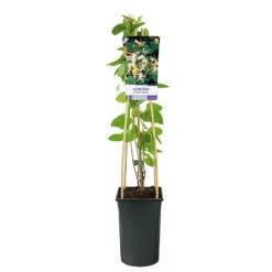 Slingertry 'Halls' Prolofic' 5 Slingertry 'Halls' Prolofic' -Garden Supplies Sales 2024 klattervaxt slingertry lonicera japonica halls prolific