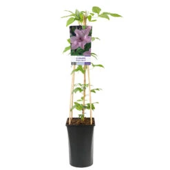 Klematis 'Hagley Hybrid' -Garden Supplies Sales 2024 klattervaxt storblommig klematis hagley hybrid