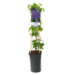 Klematis 'Mrs N. Thompson' -Garden Supplies Sales 2024 klattervaxt storblommig klematis mrs n thompson