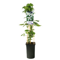 Klematis 'Grandiflora' 5 Klematis 'Grandiflora' -Garden Supplies Sales 2024 klattervaxt vit bergklematis clematis grandiflora