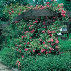 Ros 'Maiden's Blush' 5 Ros 'Maiden's Blush' -Garden Supplies Sales 2024 klattrande ros maidens blush