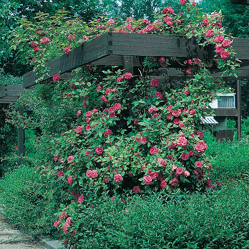 Ros 'Maiden's Blush' 4 Ros 'Maiden's Blush' - Image 2