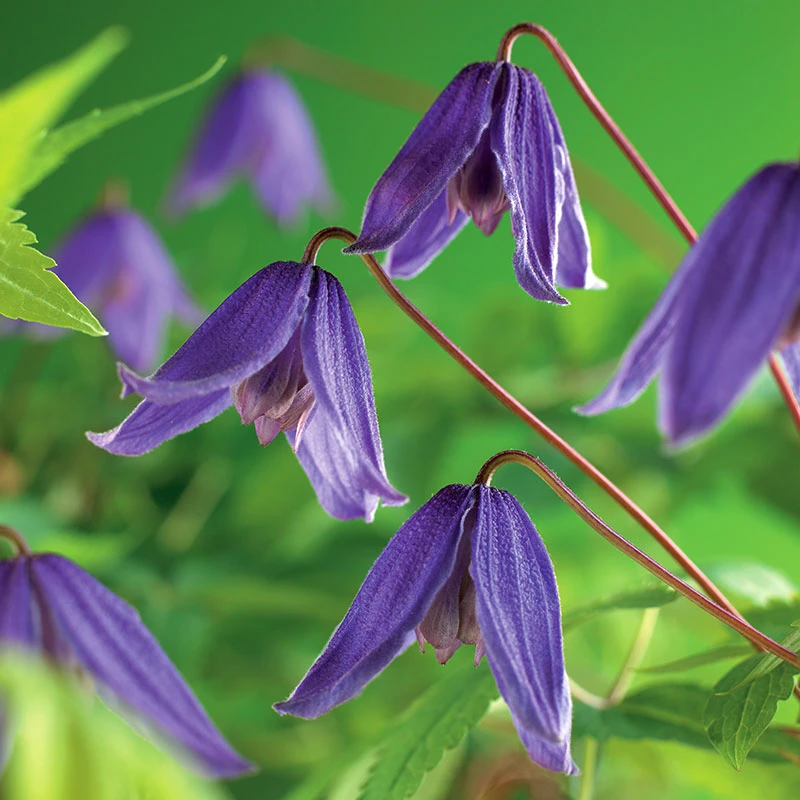 Klematis 'Helsingborg' 3 Klematis 'Helsingborg'