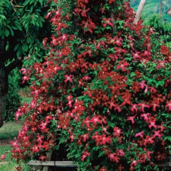 Klematis 'Madame Julia Correvon' -Garden Supplies Sales 2024 klematis madame julia correvon