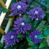 Klematis 'Multi Blue' -Garden Supplies Sales 2024 klematis multi blue
